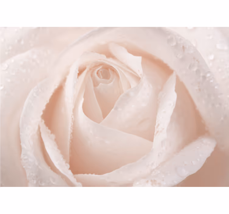 Store enrouleur blanc rose blanche magnifique - TenStickers