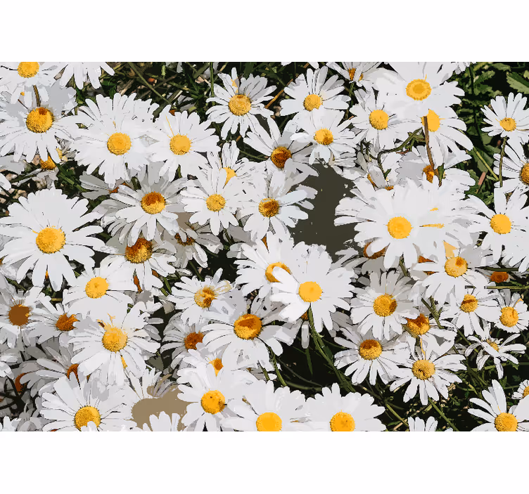 Store enrouleur blanc champ de marguerites peint - TenStickers