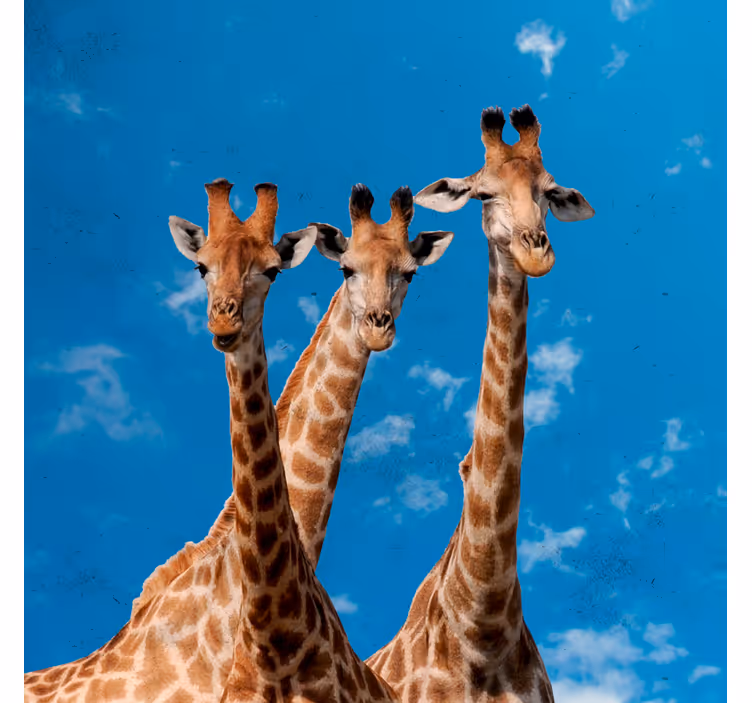 Store enrouleur chambre enfant girafes et ciel bleu - TenStickers