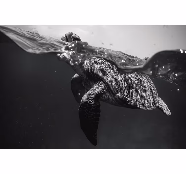 Store enrouleur noir tortue monochrome nageant - TenStickers