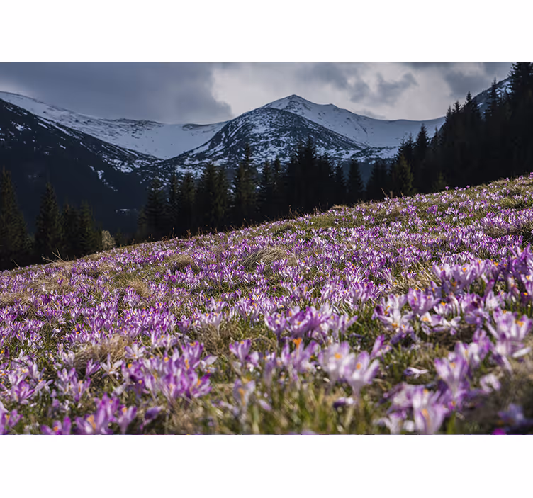 Store enrouleur salon prairie de crocus magnifique - TenStickers
