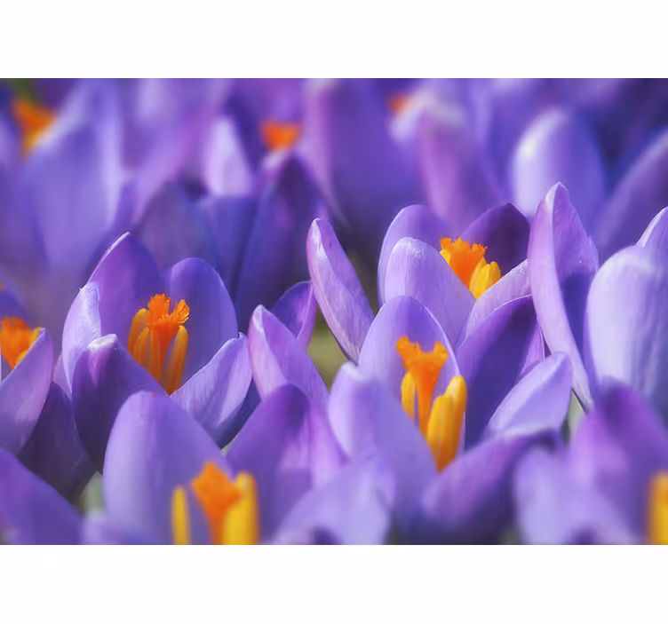 Store enrouleur salon fleur de crocus violet et orange - TenStickers