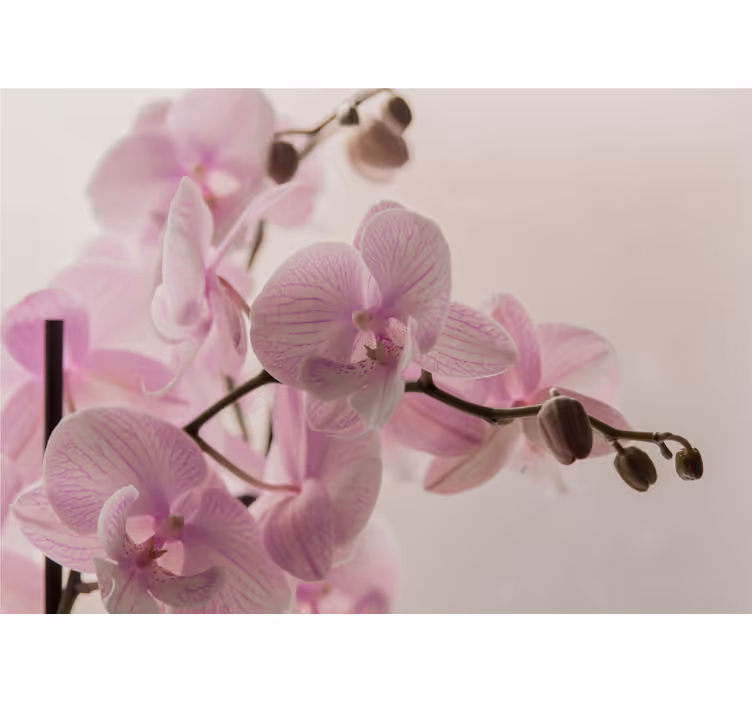 Store enrouleur chambre design orchidée - TenStickers