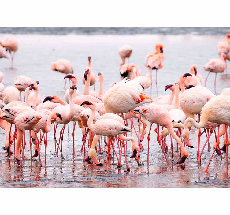 Store enrouleur salon région de camargue flamants - TenStickers
