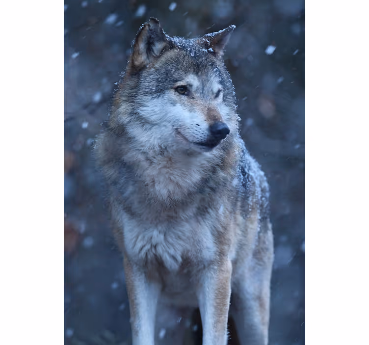Store enrouleur chambre ado loup dans la neige - TenStickers