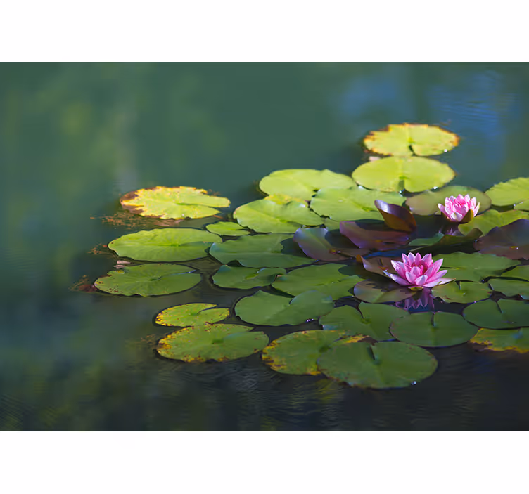 Store enrouleur motif zen fleurs de lotus deux - TenStickers