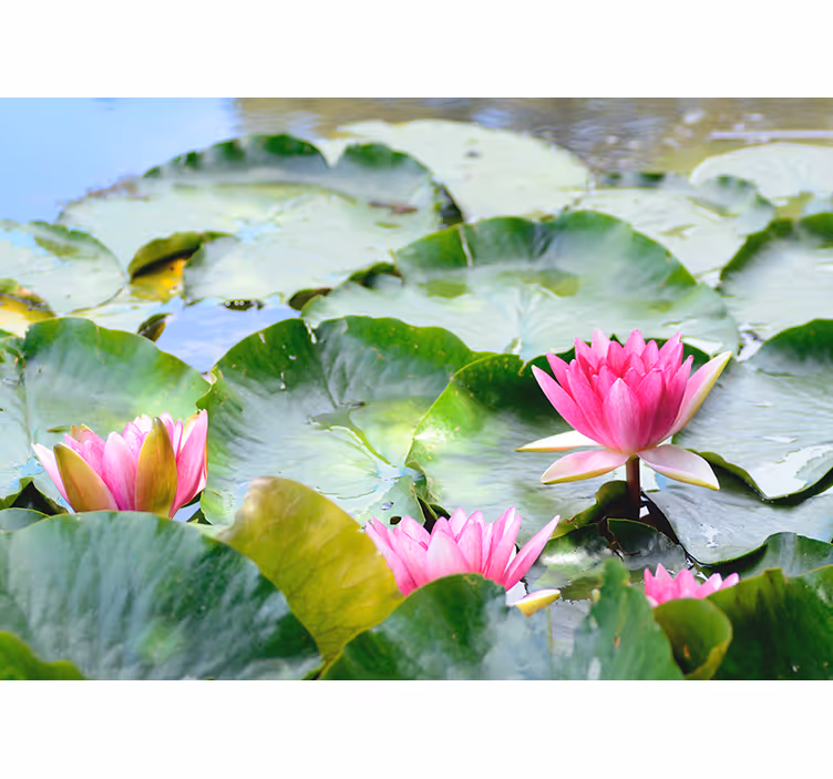 Store enrouleur motif zen fleurs de lotus alignées - TenStickers