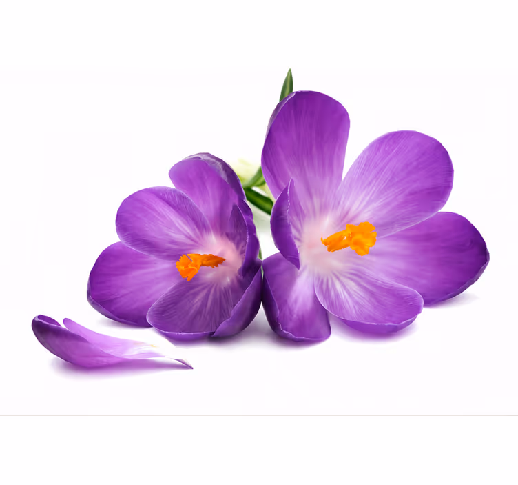 Store enrouleur violet fleurs cueillies apaisantes - TenStickers