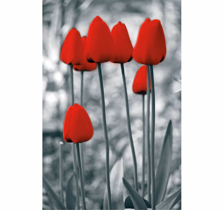 Stores fleurs Tulipes rouges colorées - TenStickers