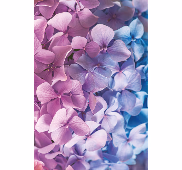 Store enrouleur fleurs et plantes bouquet d'hortensias - TenStickers