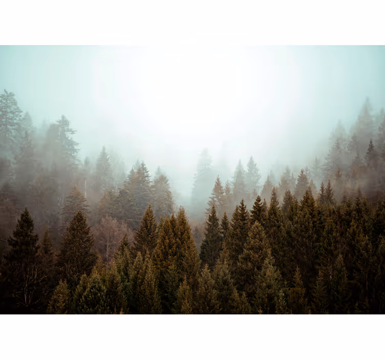 Store enrouleur arbre vue sur la forêt brumeuse - TenStickers