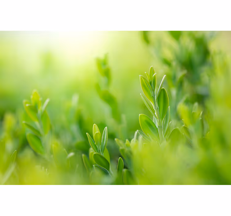 Store enrouleur fleurs et plantes image verdoyante - TenStickers