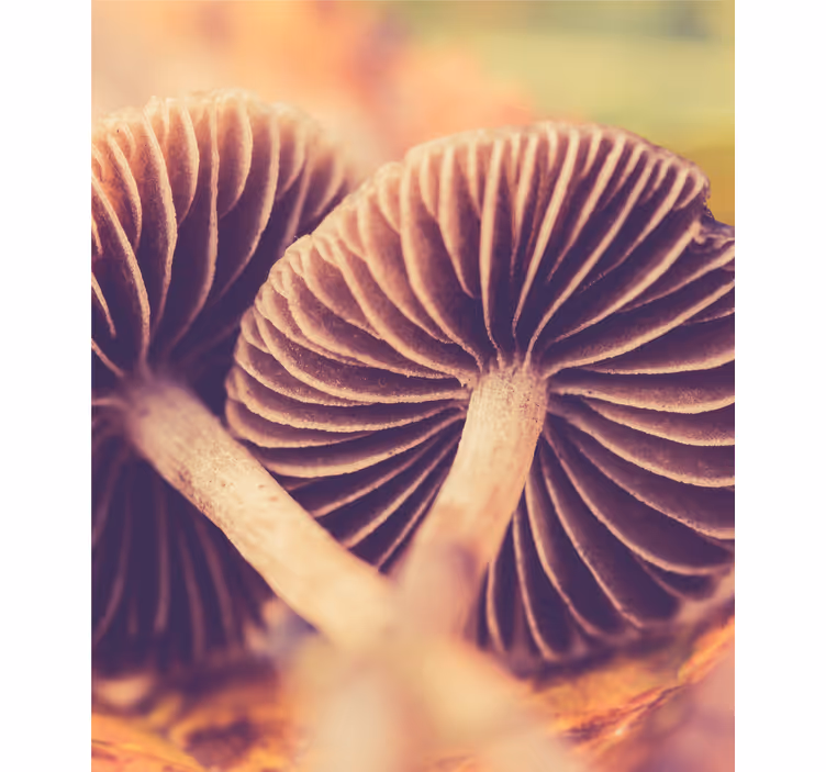 Store enrouleur fleurs et plantes branchies de champignons - TenStickers