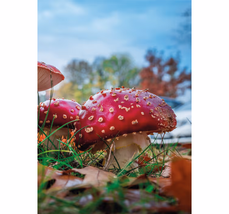 Store enrouleur fleurs et plantes champignons rouges - TenStickers
