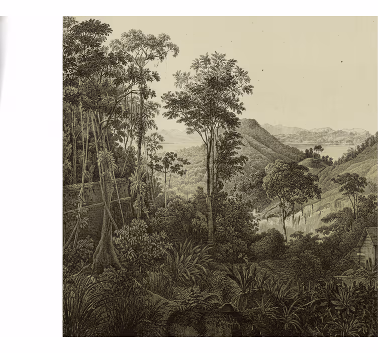 Papier peint forêt impression de forêt vallonnée - TenStickers