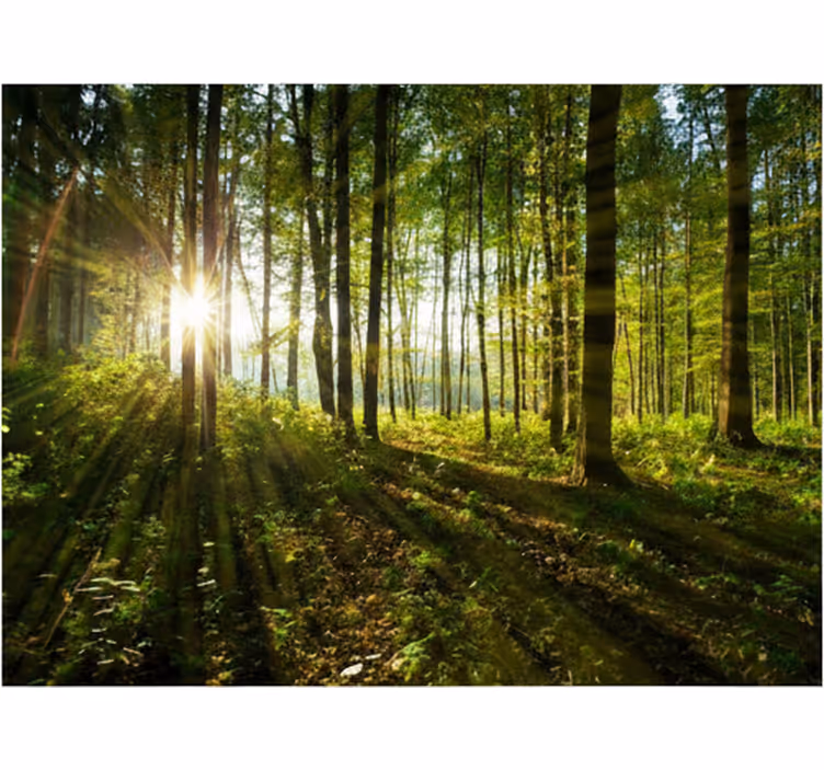 Papier peint forêt rayons dorés dans les bois - TenStickers