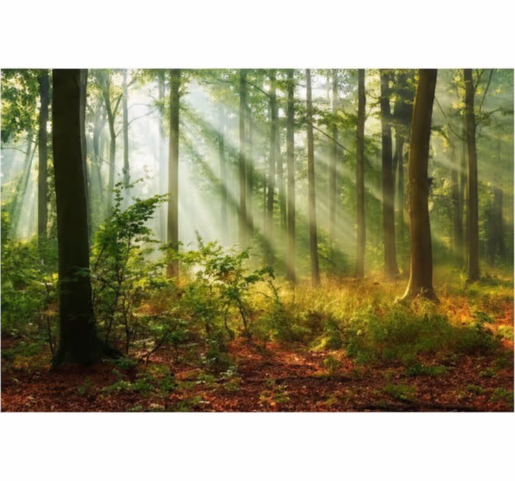 Papier peint forêt bosquet ensoleillé du matin - TenStickers