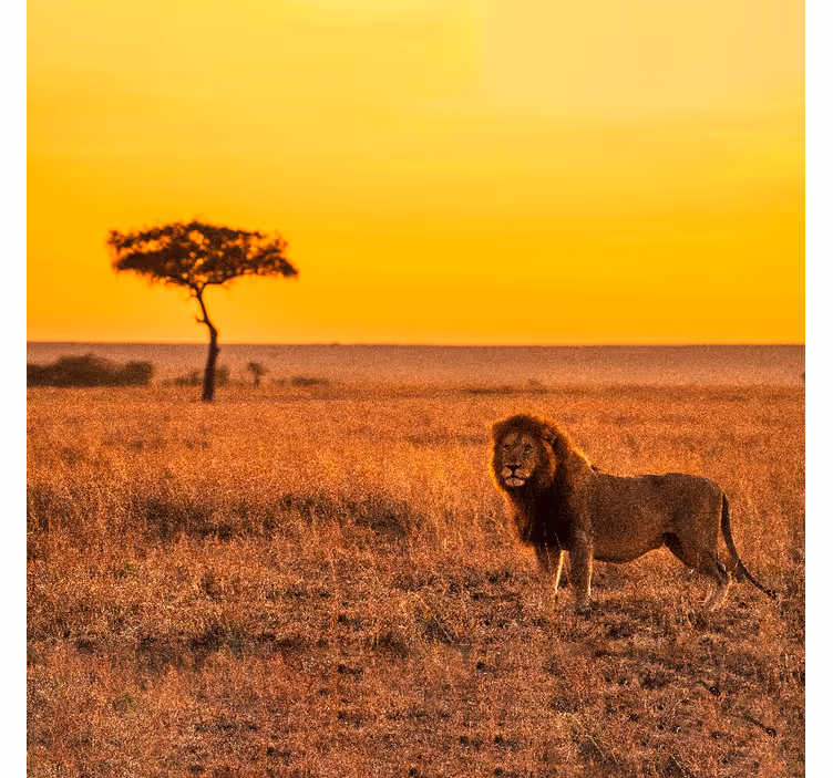 Tapisserie africaine arbre de savane au crépuscule - TenStickers