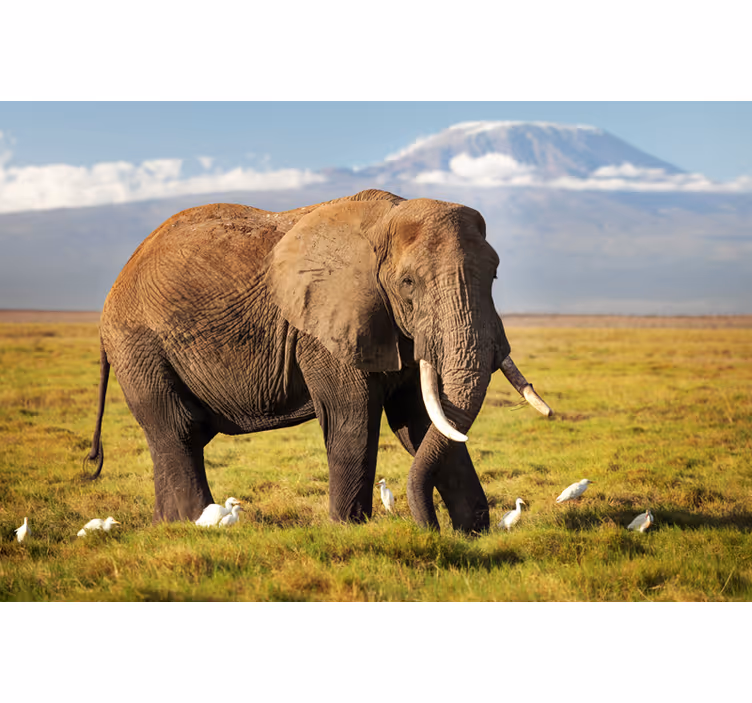 Tapisserie africaine éléphant du kilimandjaro - TenStickers