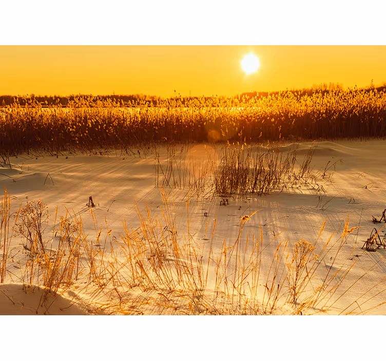 Tapisserie jaune moment de coucher de soleil pampas - TenStickers