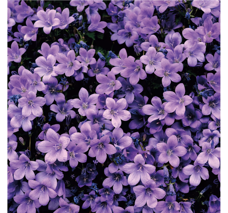 Tapisserie violet fleurs violettes en vagues - TenStickers