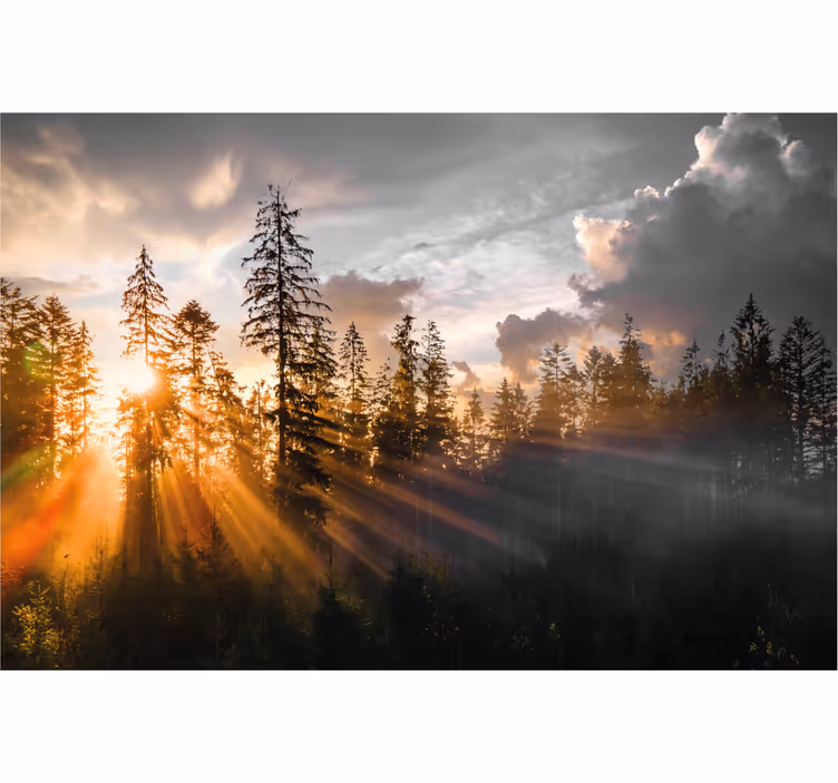 Tapisserie murale entrée forêt avec brouillard et soleil - TenStickers