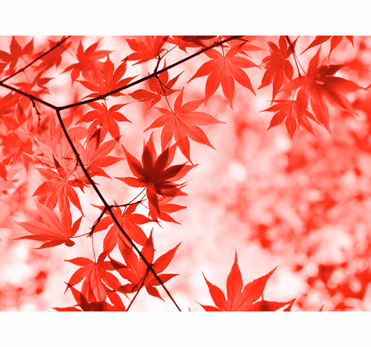 Tapisserie murale entrée arbres aux feuilles rouges - TenStickers
