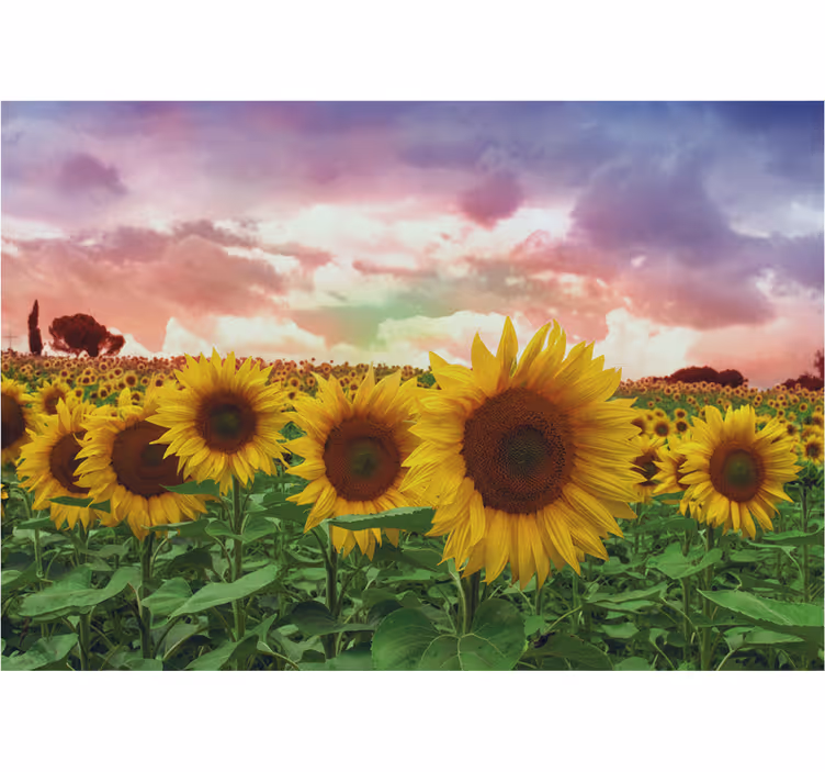 Tapisserie murale entrée champ de tournesols ciel coloré - TenStickers