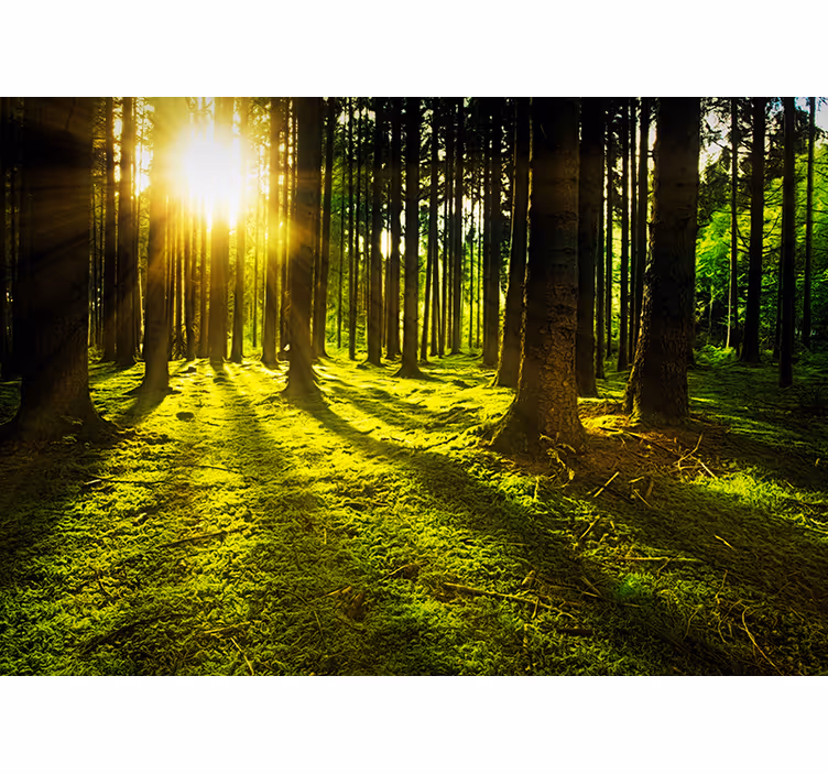 Tapisserie murale forêt ensoleillée - TenStickers