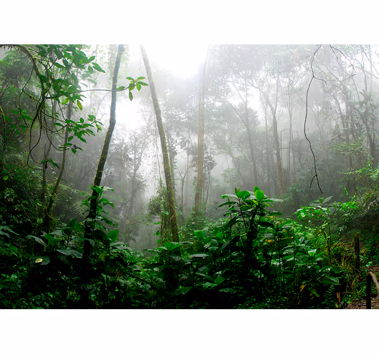 Papier peint forêt jungle sombre - TenStickers