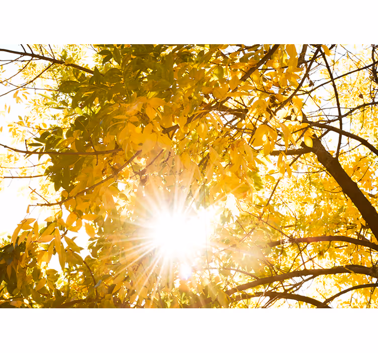 Tapisserie nature rayons du soleil à travers le feuillage - TenStickers
