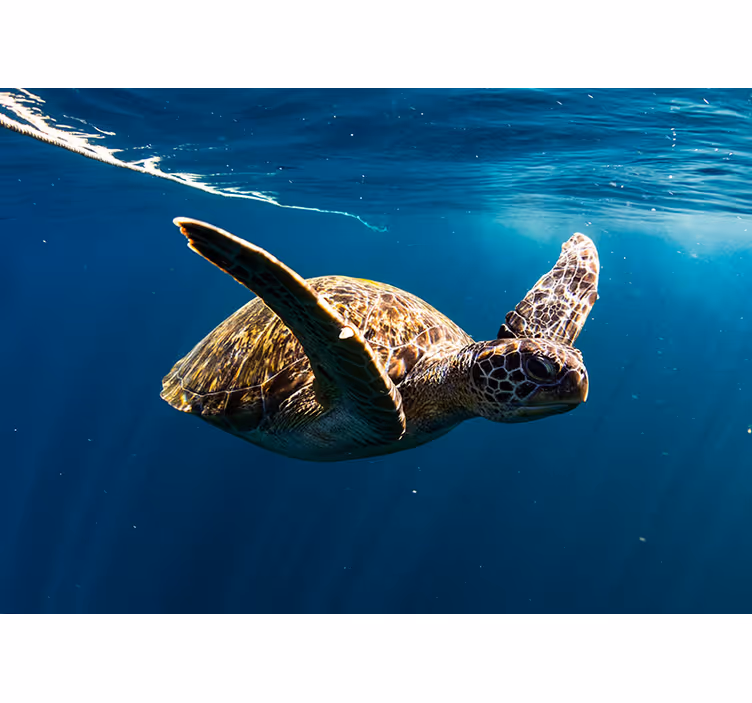 Photo murale Tortue sous la mer - TenStickers