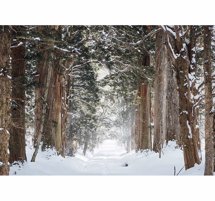 Tapisserie forêt sentier forestier glacé - TenStickers