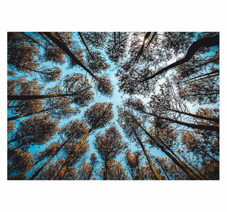 Tapisserie arbre vue sur la canopée des arbres - TenStickers