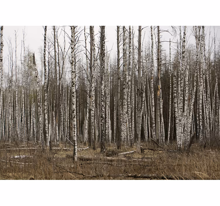 Tapisserie forêt retraite sauvage de bouleaux - TenStickers