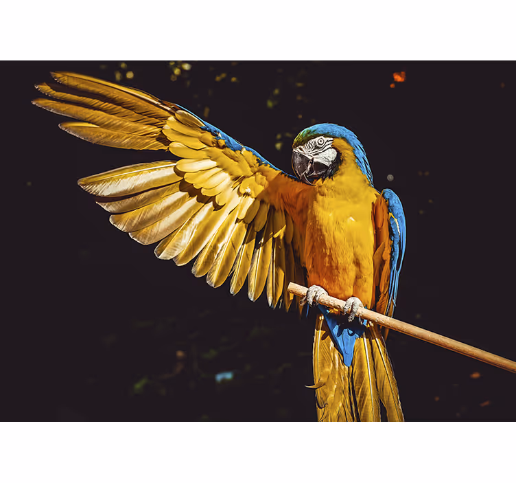 Tapisserie animaux perroquet majestueux - TenStickers