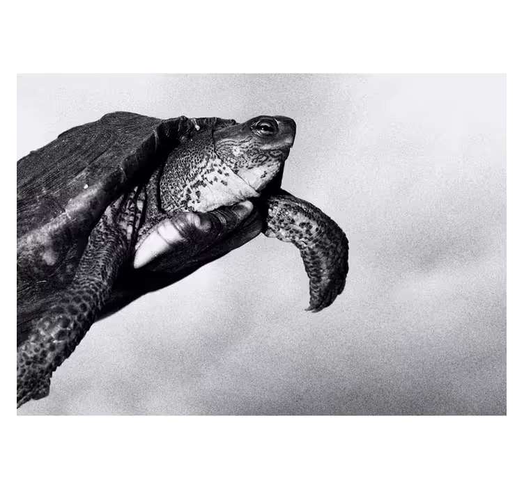 Tapisserie autres animaux tortue nageant - TenStickers