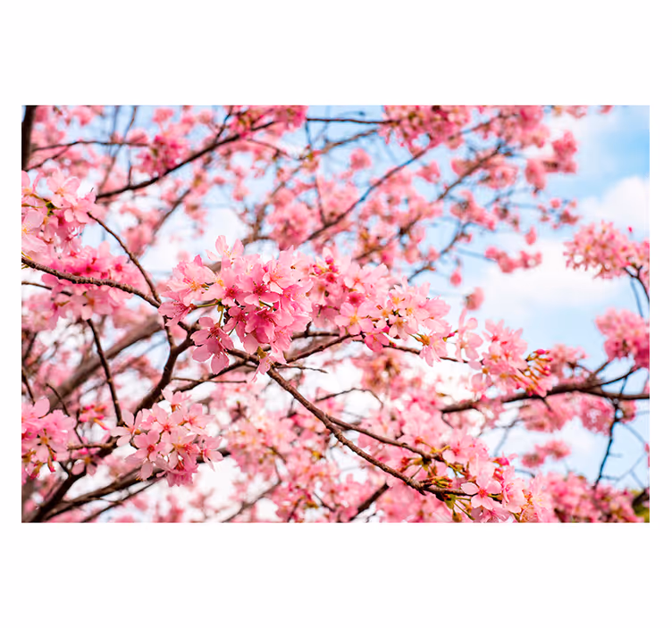 Tapisserie fleur Émerveillement des cerisiers - TenStickers