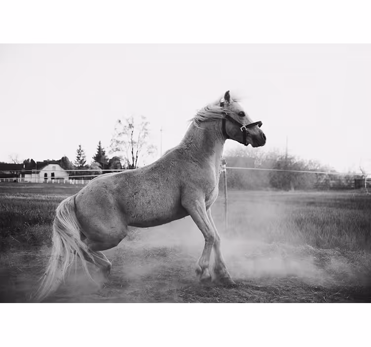 Tapisserie animaux poney au galop - TenStickers