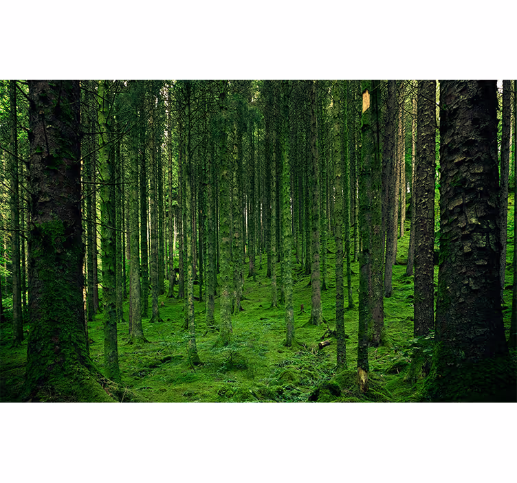 Tapisserie forêt bois verdoyant - TenStickers