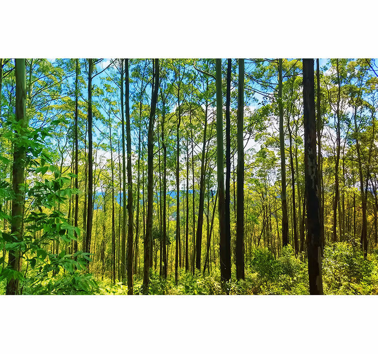 Tapisserie nature arbres verts Élancés - TenStickers