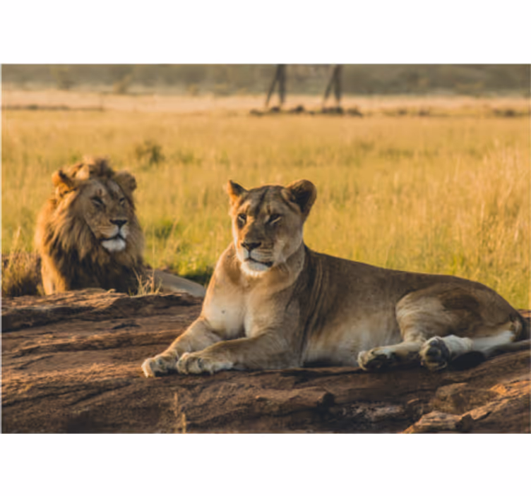 Papier peint mural lion Leones dans la savane - TenStickers