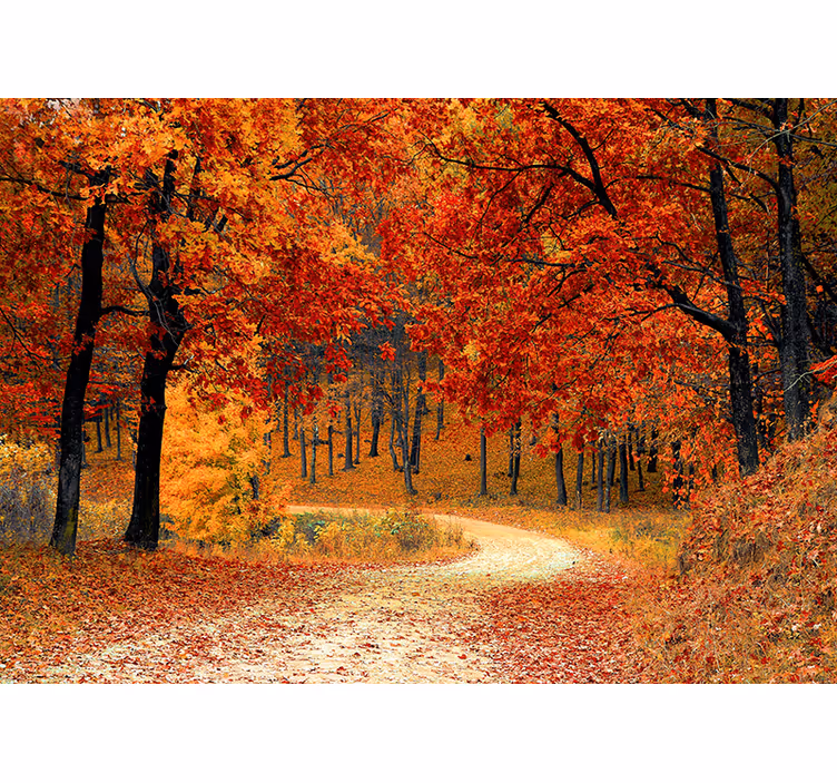 Tapisserie nature sentier forestier d'automne - TenStickers