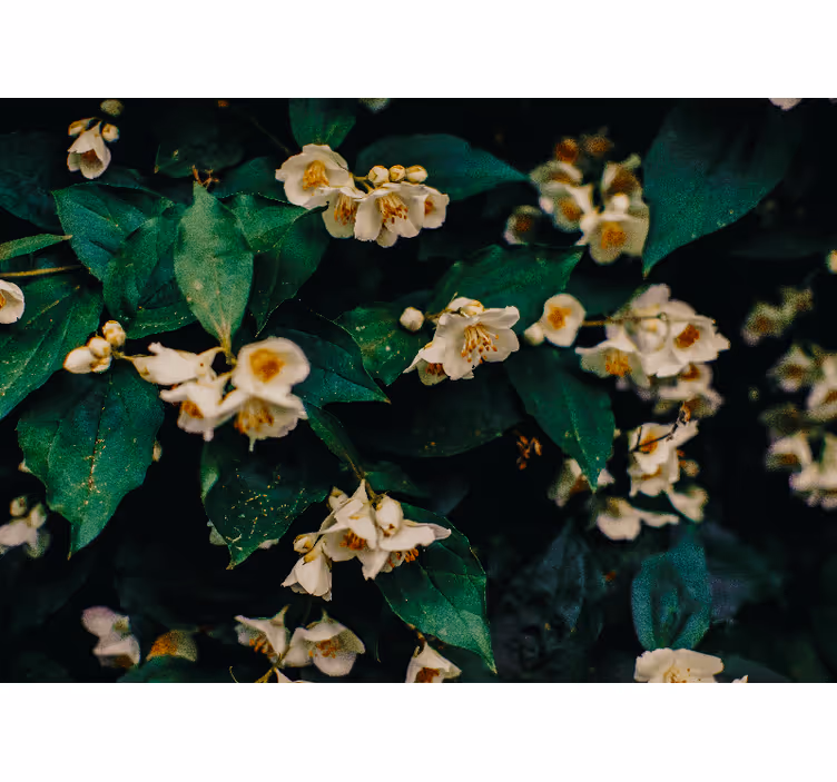 Tapisserie fleur fleurs blanches délicates - TenStickers