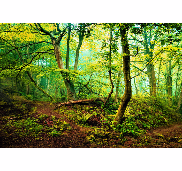 Tapisserie forêt verte éclatante - TenStickers