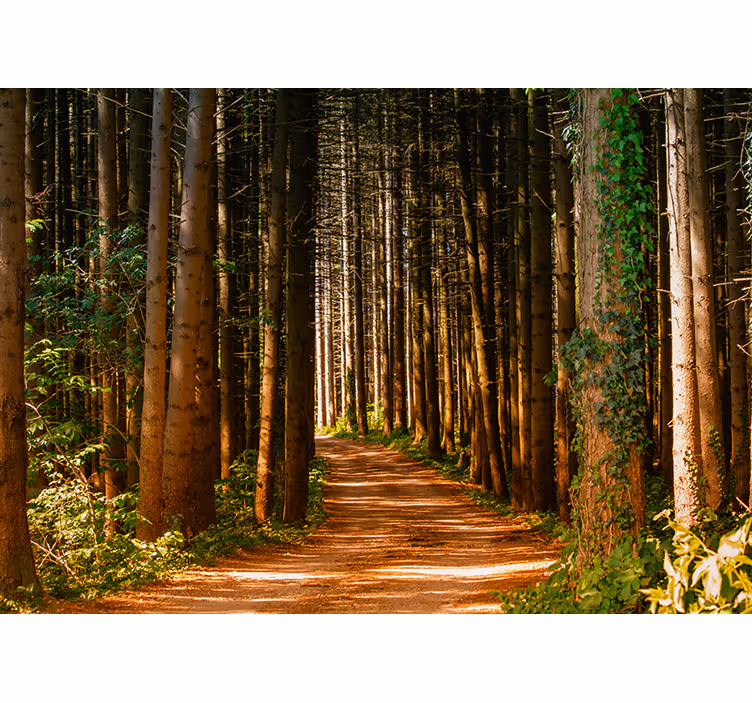 Tapisserie forêt sentier enchanteur en pleine nature - TenStickers