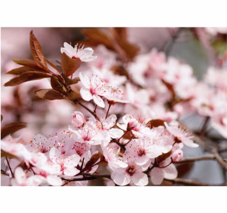 Tapisserie fleur l'élégance des fleurs de cerisier - TenStickers