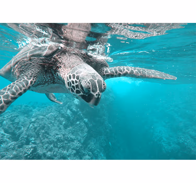 Tapisserie animaux rencontre paisible avec une tortue - TenStickers