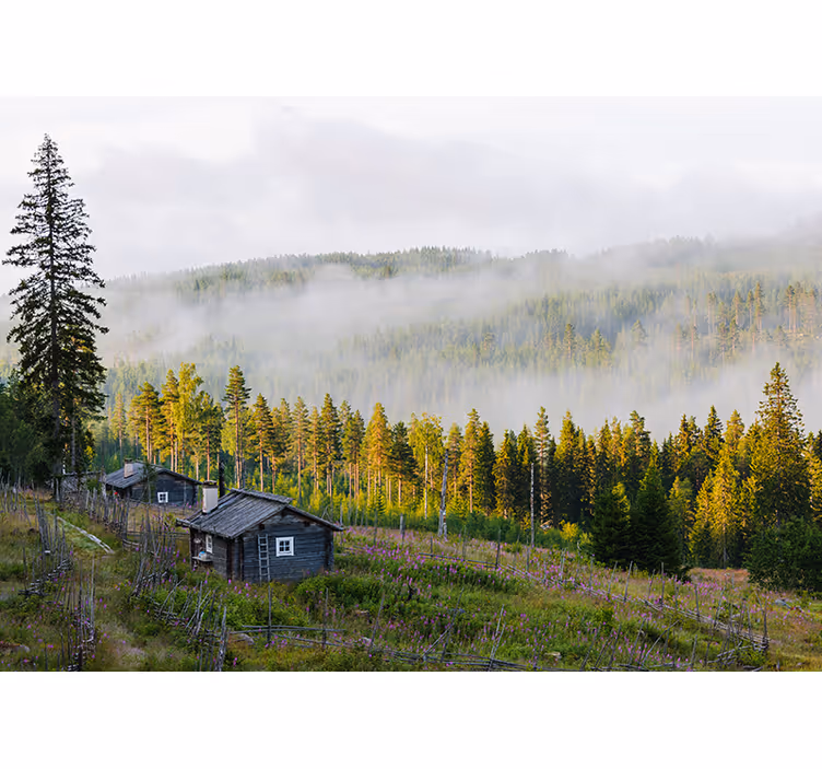 Tapisserie paysage forêt couverte de brume - TenStickers