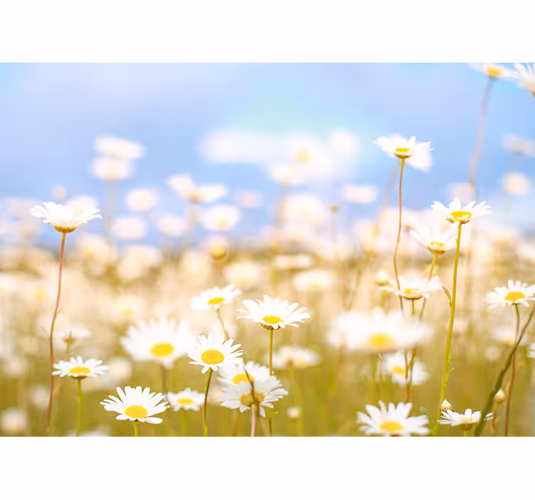 Tapisserie fleur marguerites en fleurs - TenStickers